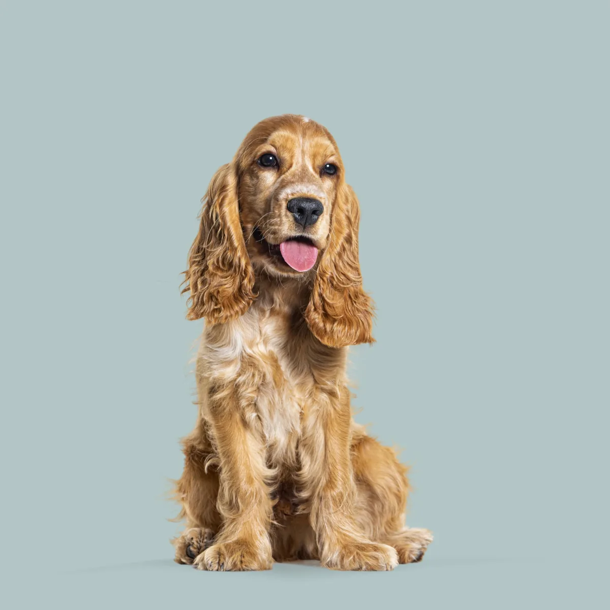 Happy cocker spaniel sitting against a soft green background