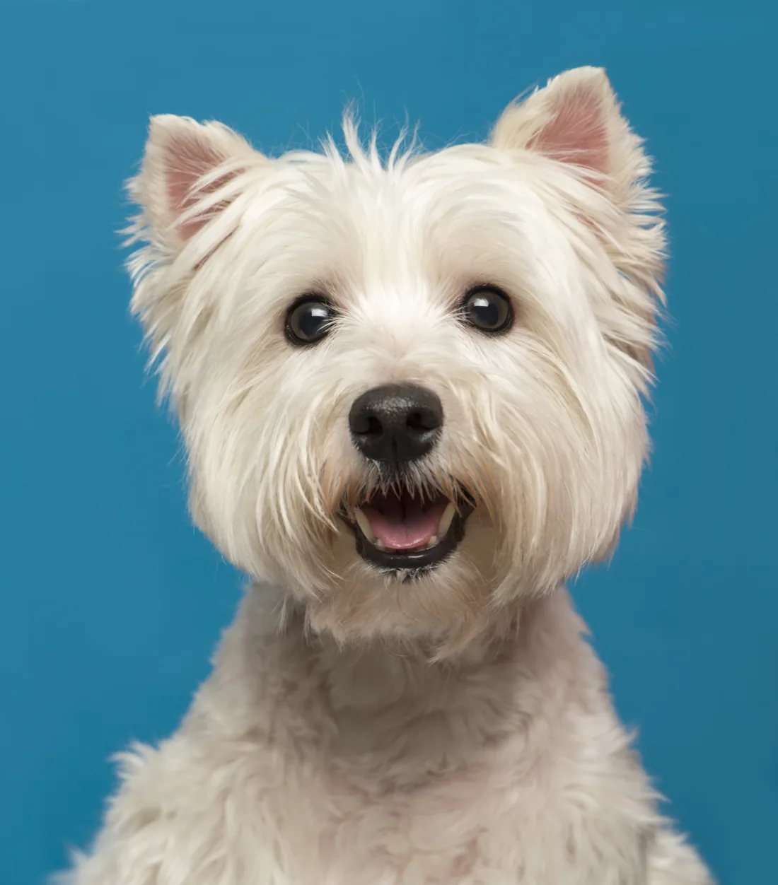 Freshly groomed white Maltese against a bright blue background